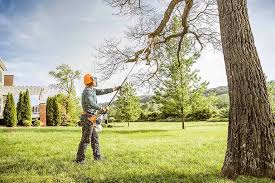 Best Tree Health Inspection  in Lexington, NC