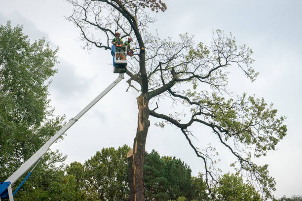 Best Tree Trimming and Pruning  in Lexington, NC