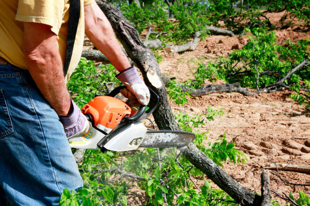 Best Commercial Tree Services  in Lexington, NC